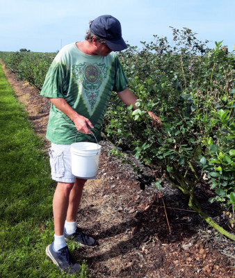 FL - 8 - Blueberry Gleaning